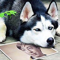 Photo effect - Hasky