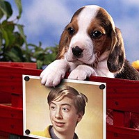 Photo effect - Puppy on the red bench