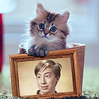 Photo effect - Such a cute kitten