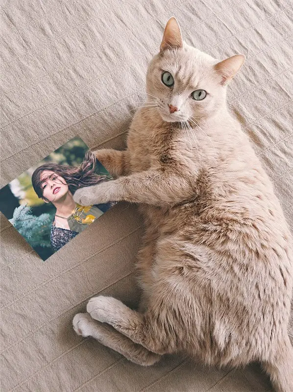 Photo effect - All you need is cat